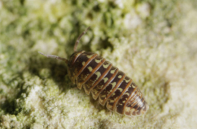 Die kleine Kugelasselart Armadillidium pictum ist in den vergangenen etwa 150 Jahren vor allem durch Änderungen der Waldstrukturen zurückgegangen. Foto: Benedikt Kästle