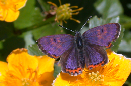 Der sehr seltene Blauschillernde Feuerfalter (Lycaena helle) ist in der Roten Liste der Tagfalter Deutschlands als stark gefährdet eingestuft