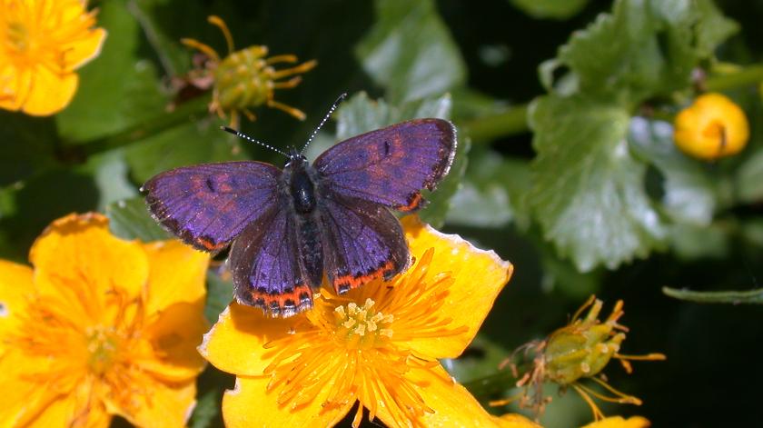 Der seltene Blauschillernde Feuerfalter (Lycaena helle) ist in der Roten Liste der Tagfalter Deutschlands als stark gefährdet eingestuft.  