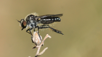 Bei der Nachsuche konnte die gefährdete Braune Rabaukenfliege nachgewiesen werden. Foto: Tommy Kästner