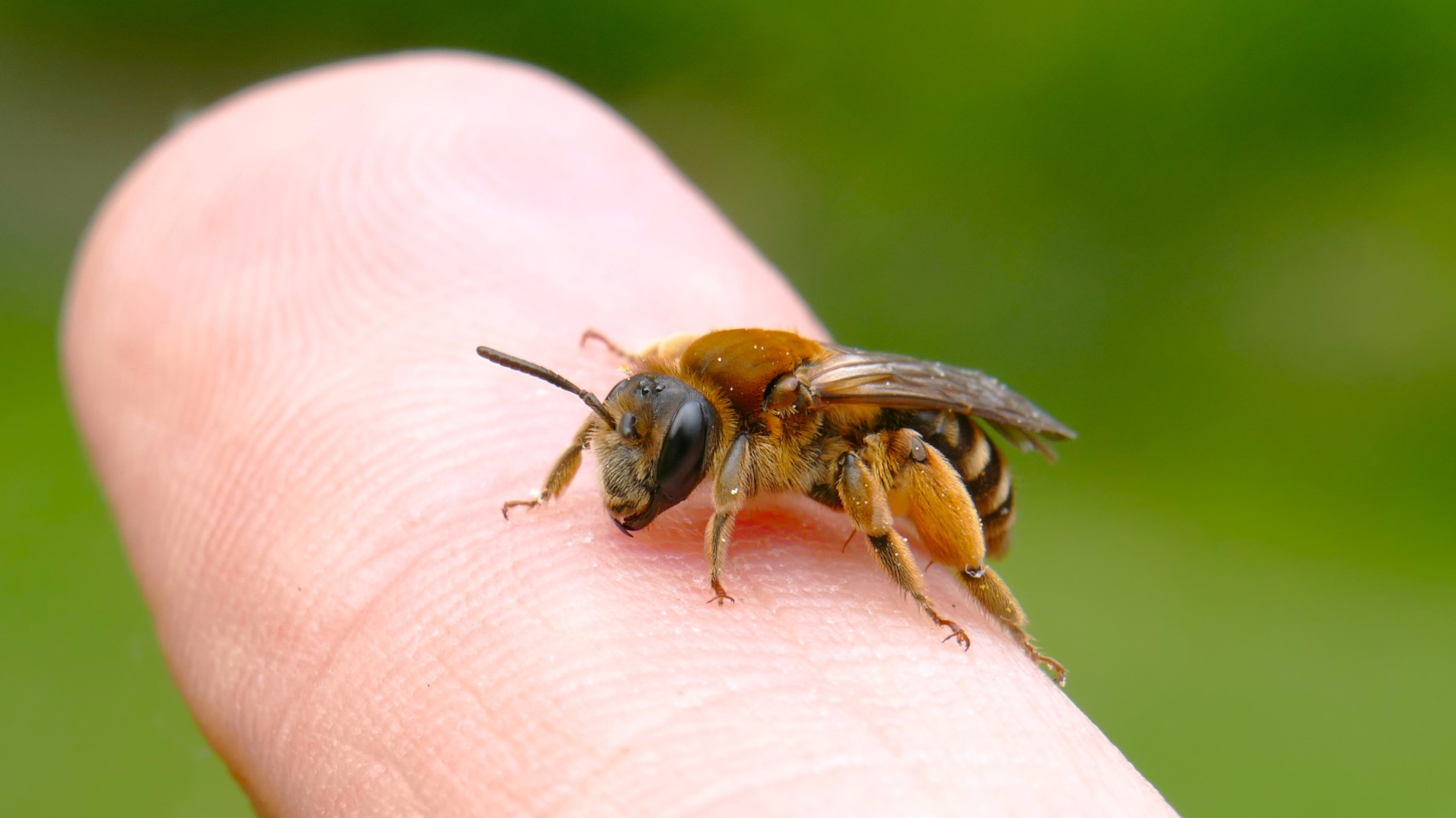 Die Braune Schuppensandbiene (Andrena curvungula) gilt bundesweit als gefährdet, Baden-Württemberg verzeichnet eine „Gefährdung unbekannten Ausmaßes“. Foto: Dr. Günter Matzke-Hajek