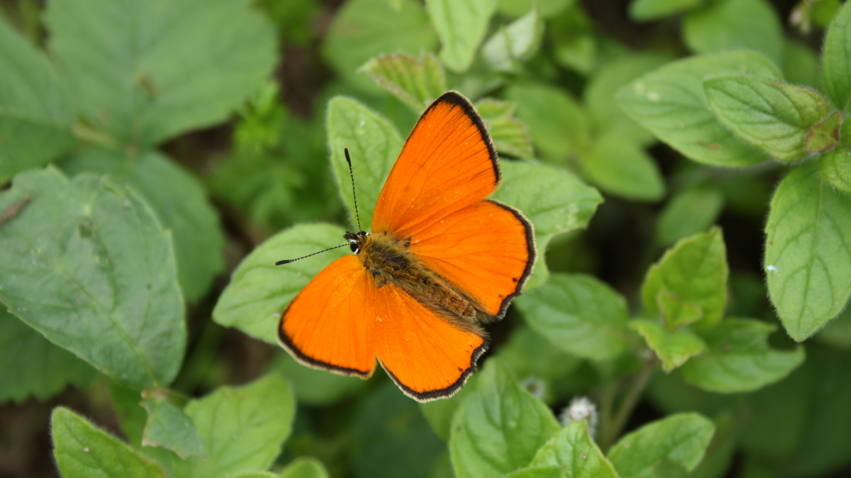 Der Dukaten-Feuerfalter benötigt verlässlich kalte und / oder schneereiche Winter für eine erfolgreiche Überwinterung. Er gilt in Deutschland als stark gefährdet. Foto. Anita Nauman