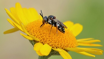 Die Gemeine Filzbiene, hier ein Weibchen, besucht auch Gärten, wenn es dort geeignete Nahrungsquellen gibt. Färber-Kamille gehört zu ihren bevorzugten Zielen. Foto: Dr. Günter Matzke-Hajek.