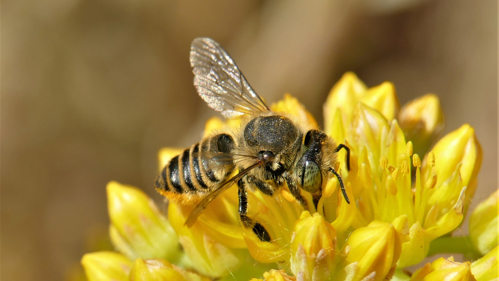 Die Filzzahn-Blattschneiderbiene (Megachile pilidens) – hier ein Weibchen – wird in der Roten Liste der Bienen Deutschlands als selten und „Gefährdet“ verzeichnet. Foto: Dr. Günter Matzke-Hajek