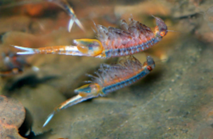 Frühjahrs-Feenkrebse schwimmen meist mit dem Bauch nach oben durch die Tümpel. Die bunteren Weibchen sind gut zu erkennen. Foto: Uwe Manzke