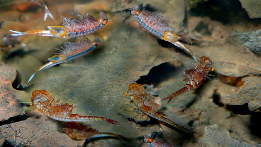 Frühjahrs-Feenkrebse schwimmen meist mit dem Bauch nach oben durch die Tümpel. Foto: Uwe Manzke