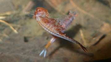 Mit den Borsten an seinen Beinen filtert der Frühjahrs-Feenkrebs Nahrung aus dem Wasser.