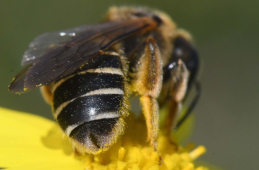 Vierbindige Furchenbiene beim Blütenbesuch: Die Längsfurche an der Hinterleibsspitze ist typisch für alle Vertreter dieser Gattung. Foto: Dr. Hannes Petrischak