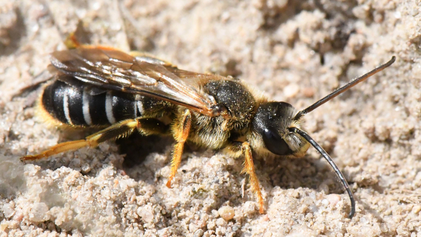 Furchenbienen kann man gut in Sand- und Lehmgruben oder an Weg- und Ackerrändern beobachten. Bevorzugte Lebensräume sind auch magere Wiesen oder Brachen. Foto: Dr. Hannes Petrischak