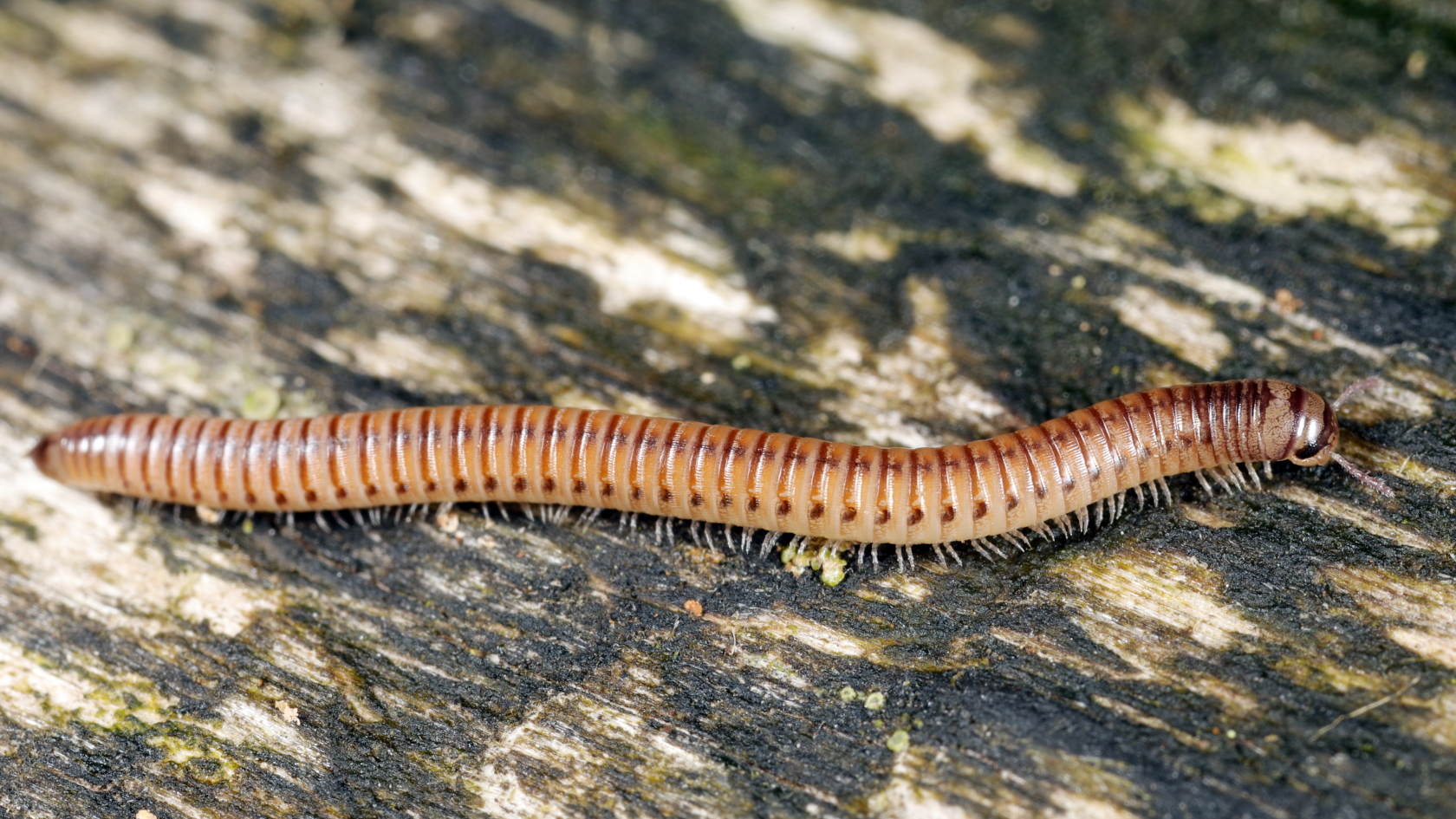 Mit seiner, schlanken, zylindrischen Gestalt und dem charakteristischen seidenmatten Glanz ist der Gemeine Gepunktete Schnurf&uuml;&szlig;er ein auff&auml;lliger Bewohner in einem verborgenen Lebensraum. Foto: Axel Steiner.