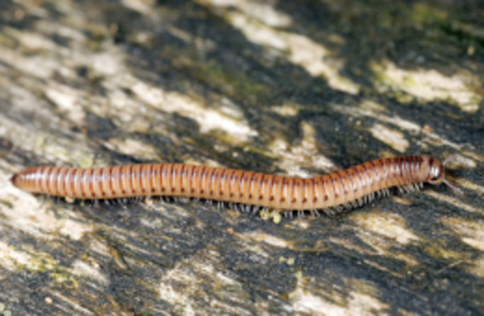 Mit seiner, schlanken, zylindrischen Gestalt und dem charakteristischen seidenmatten Glanz ist der Gemeine Gepunktete Schnurfüßer ein auffälliger Bewohner in einem verborgenen Lebensraum. Foto: Axel Steiner.