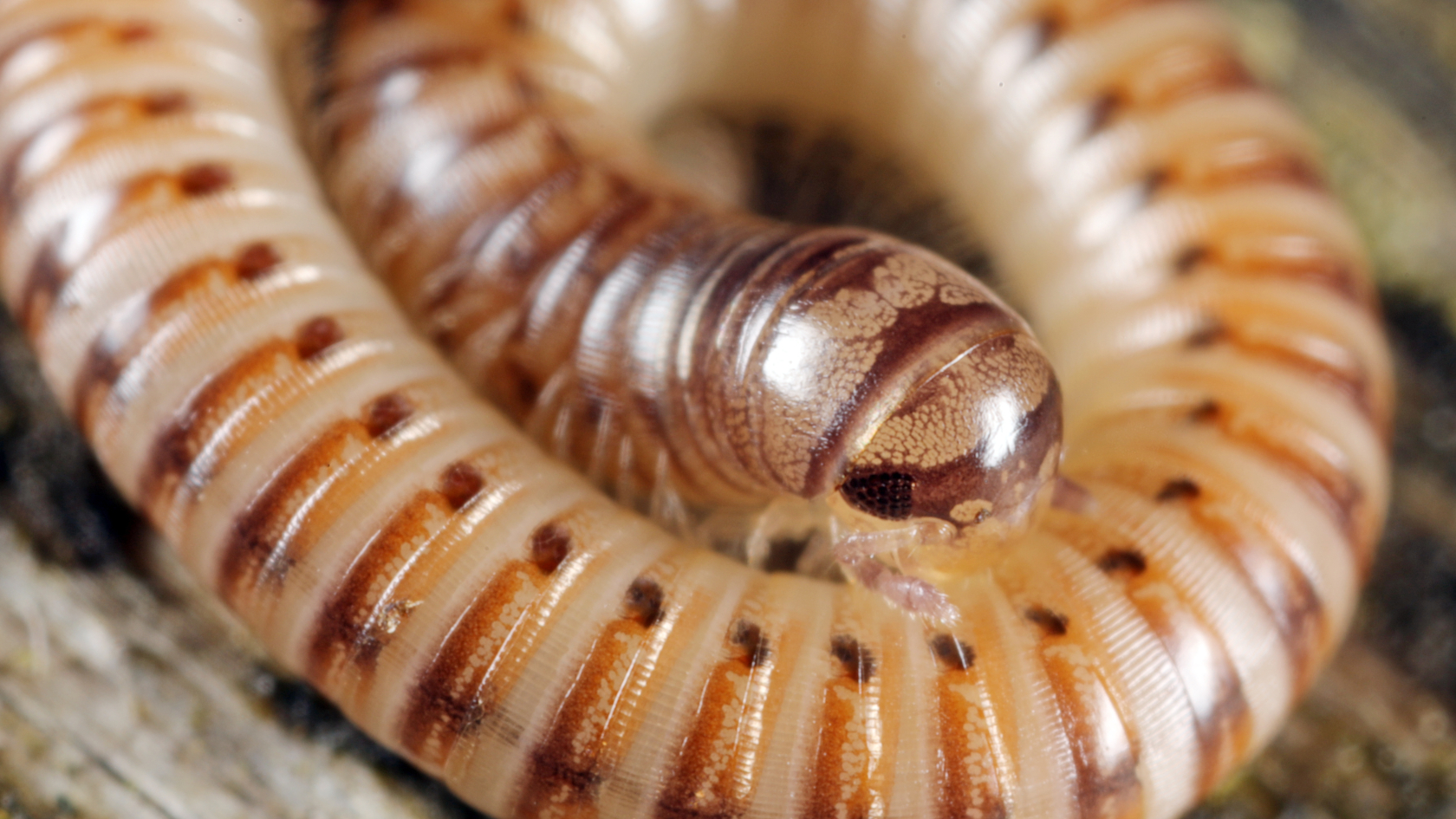 Seinen Namen verdankt der Gemeine Gepunktete Schnurf&uuml;&szlig;er den auff&auml;lligen seitlichen Reihen von dunklen rundlichen Wehrdr&uuml;sen, die bei Gefahr ein stark riechendes und reizendes Sekret abgeben k&ouml;nnen. Foto: Axel Steiner.