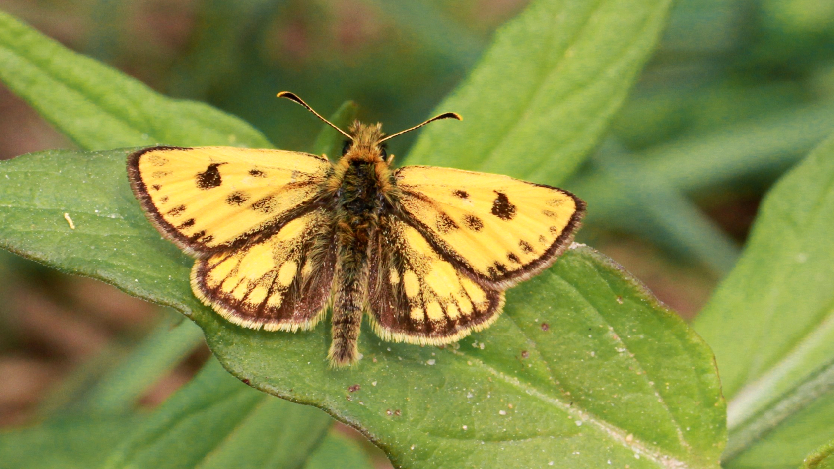 Der Gold-Dickkopffalter ist ein auf Feuchtwälder spezialisierter Falter, der gleichermaßen unter Austrocknung, Strukturverarmung und Verlust von Nektarpflanzen leidet. Foto: Jürgen Becker Der Gold-Dickkopffalter ist ein auf Feuchtwälder spezialisierter Falter, der gleichermaßen unter Austrocknung, Strukturverarmung und Verlust von Nektarpflanzen leidet. Foto: Jürgen Becker