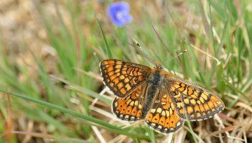 Der goldene Scheckenfalter war bei Casparis Besuch nicht zu sehen – die Flugzeit des Falters Bliesgau ist im Mai bis Juni. Foto: Dr. Günter Matzke-Hajek 