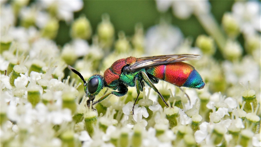 Eine kleine Goldwespe – sie ist nur 8 mm groß  – beim Blütenbesuch auf der Wilden Möhre (Daucus carota). Foto Dr. Günter Matzke-Hajek