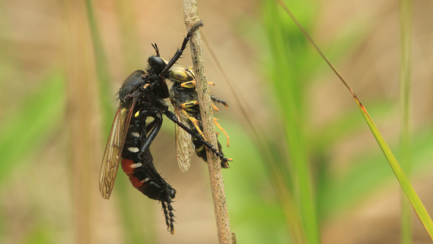 Die Große Wolfsfliege ist eine Raubfliegenart, die regelmäßig Wespen und andere Hautflügler erbeutet. Foto: Tommy Kästner