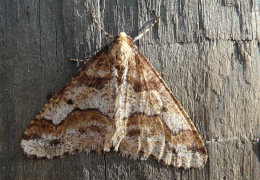 Ein Männchen des Großen Frostspanners (Erannis defoliaria). Foto: Eva-Maria Bäßler