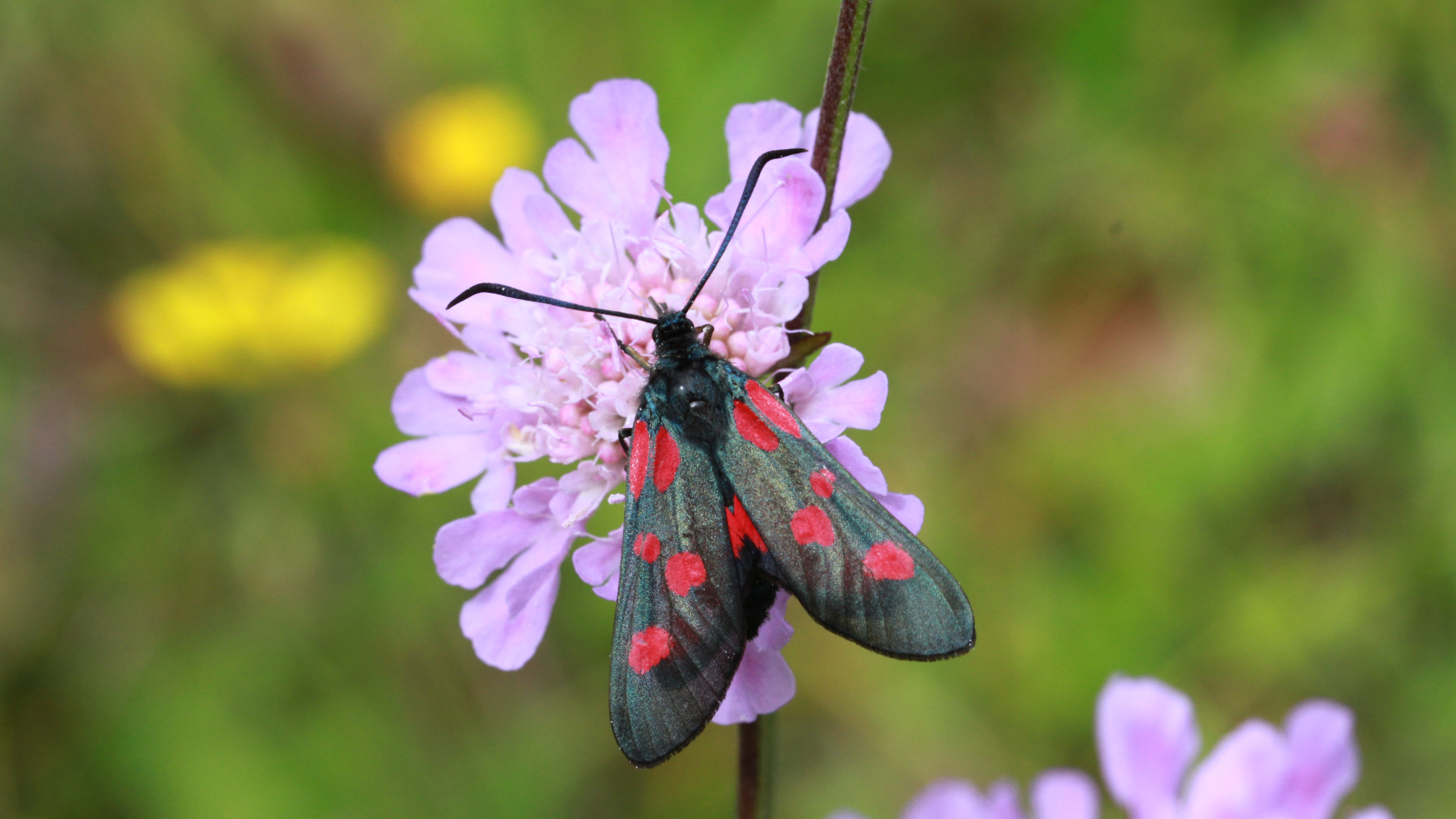 Das Große Fünffleck-Widderchen früher einmal eine häufige Art der nicht zu waldarmen Kulturlandschaft, ist in Deutschland selten geworden. Foto: Jürgen Becker