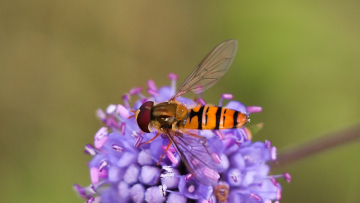 Die Hain-Schwebfliege (Episyrphus balteatus) gehört zu den häufigsten Schwebfliegenarten und gilt in Deutschland als ungefährdet. Foto: Miriam Lindenmeier 