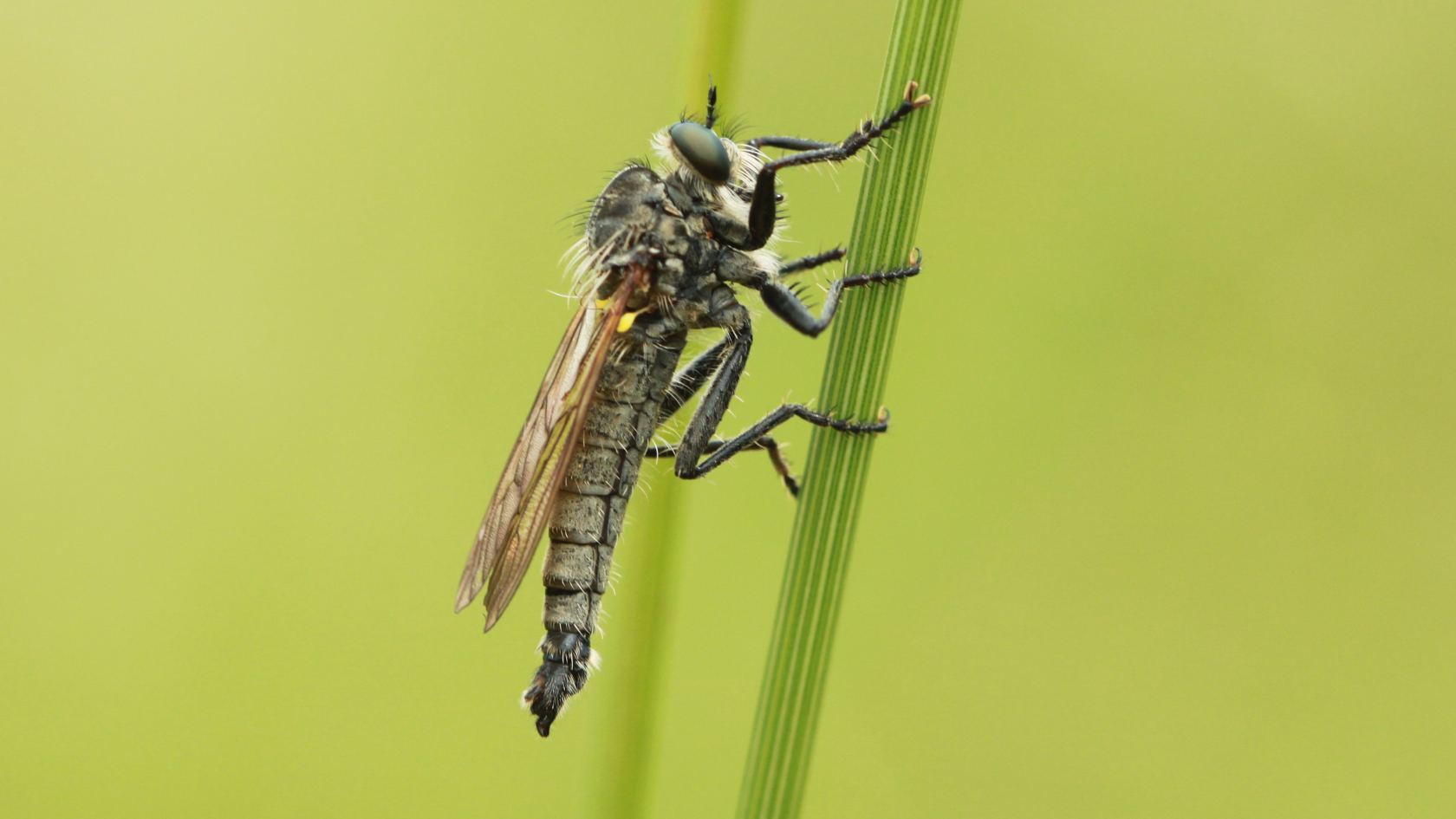 Die Kerbzangen-Raubfliege ist in Deutschland sehr selten und gilt als „Stark gefährdet“. Foto: Tommy Kästner