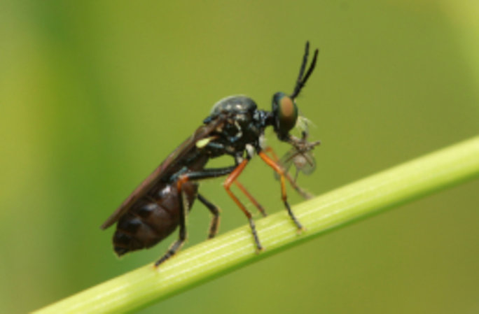 Die Kleine Habichtsfliege ist eine sehr seltene, stark gefährdete Raubfliege. Foto: Tommy Kästner