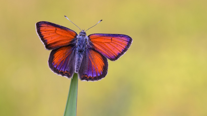 Lilagold-Feuerfalter (Lycaena hippothoe). Foto: Florian Fraaß.