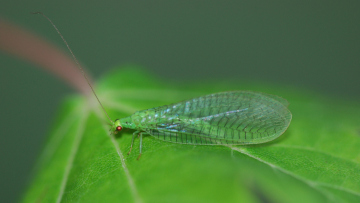 Die Florfliege Pseudomallada prasinus (Foto) ist wie die allgegenwärtige Gemeine Florfliege Chrysoperla carnea eine Vertreterin der Familie der Florfliegen. 