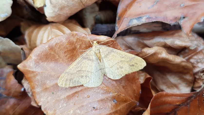 Auch der Orangegelbe Breitflügelspanner (Agriopis aurantiaria) soll im Portal und in der App erfasst werden. Foto: Matthias Nuß