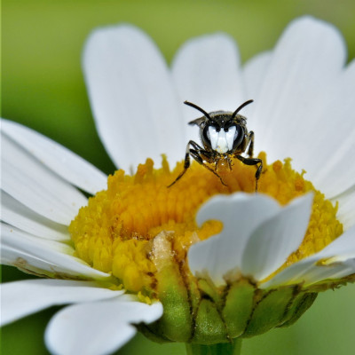 Nur beim Männchen der 8 Millimeter kleinen Rainfarn-Maskenbiene glänzt das ganze Gesicht wie weißes Porzellan. Foto: Dr. Günter Matzke-Hajek