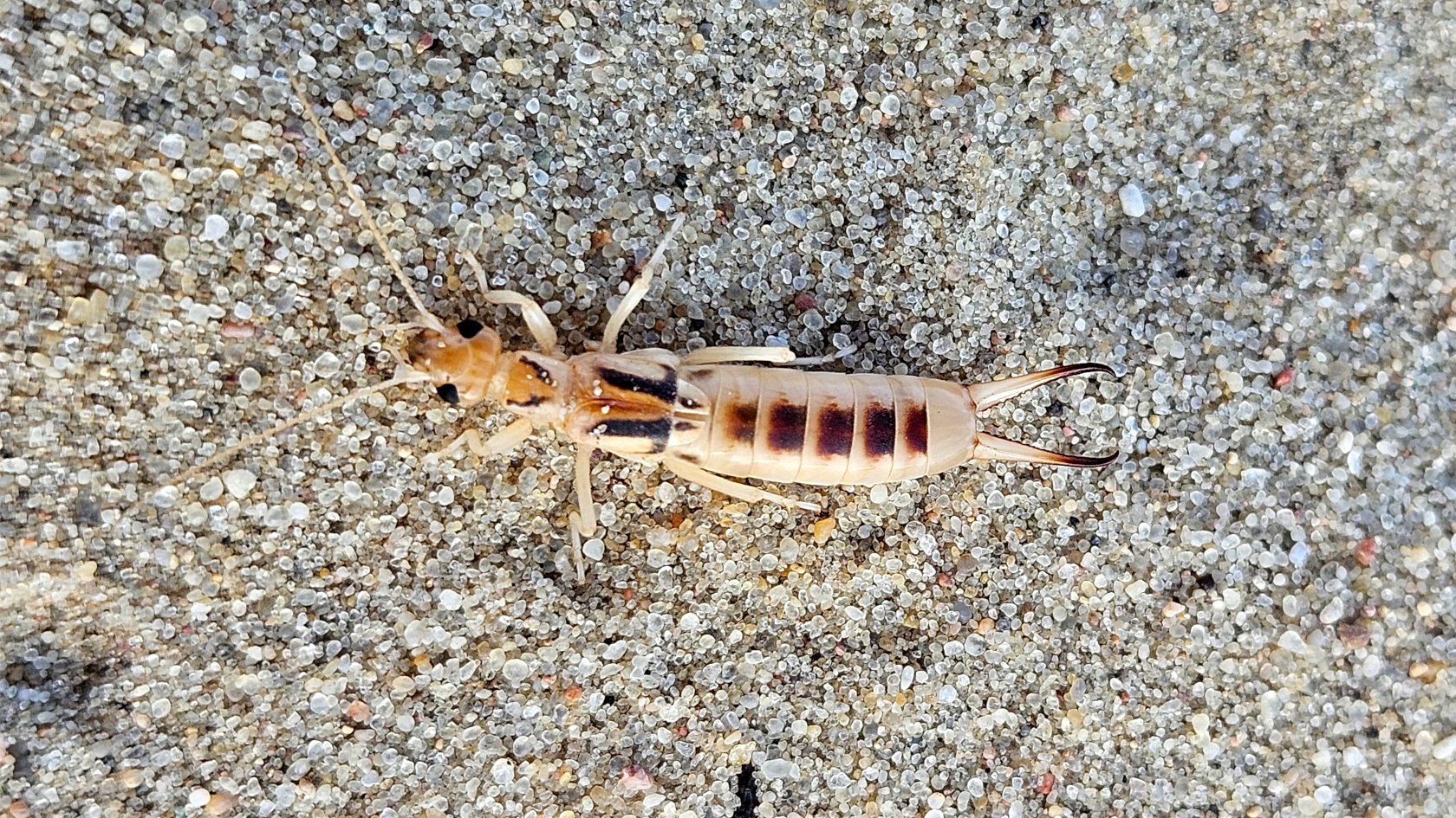 Sand-Ohrwürmer – hier ein Weibchen – sind in Deutschland bestandsgefährdet. Foto: Thomas Wesener