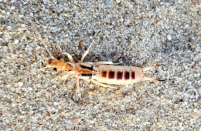 Sand-Ohrwürmer sind in Deutschland bestandsgefährdet. Foto: Thomas Wesener