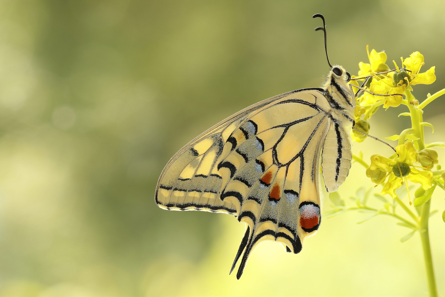 Mit einem guten Händchen bei der Gartengestaltung kann man den Schwalbenschwanz auch im eigenen naturnahen Garten bewundern. Foto: Klaus Schurian Mit einem guten Händchen bei der Gartengestaltung kann man den Schwalbenschwanz auch im eigenen naturnahen Garten bewundern. Foto: Klaus Schurian
