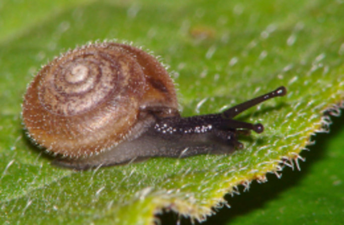 Die kleine Seiden-Haarschnecke (Trochulus sericeus) – ihr Gehäuse ist nur 5–7 mm hoch und 7–10 mm breit – lebt in Röhrichten, nassen Wäldern und Gebüschen. Sie gilt als ungefährdet. Foto: Ira Richling