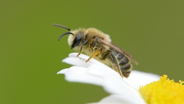 Die Seidenbiene (Colletes daviesanus) ist bei uns die häufigste Wirtsart der Gemeinen Filzbiene. Foto: Dr. Günter Matzke-Hajek.