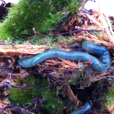 Ein wahres Juwel unter den Regenwürmern: Wie der glänzende Schmuckstein zieht auch der Smaragdwurm die Blicke auf sich. Foto: Ulfert Graefe
