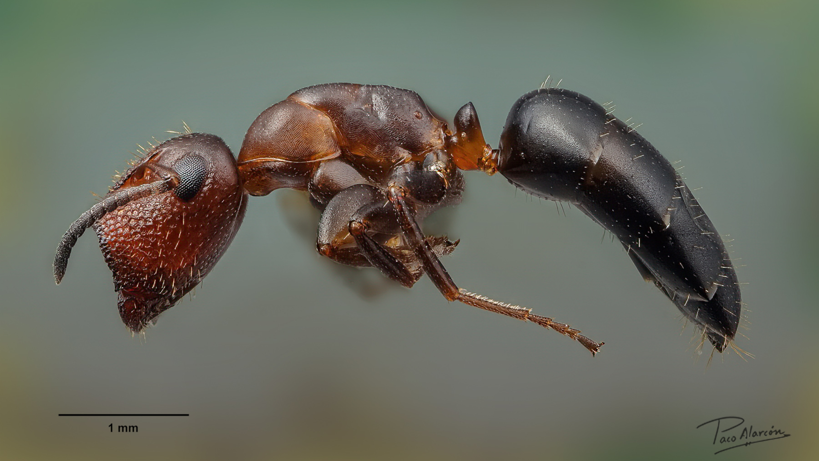 In den Völkern der Stöpselkopfameise gibt es stets einige Arbeiterinnen mit der namensgebenden Kopfform. Foto: Paco Alarcón In den Völkern der Stöpselkopfameise gibt es stets einige Arbeiterinnen mit der namensgebenden Kopfform. Foto: Paco Alarcón