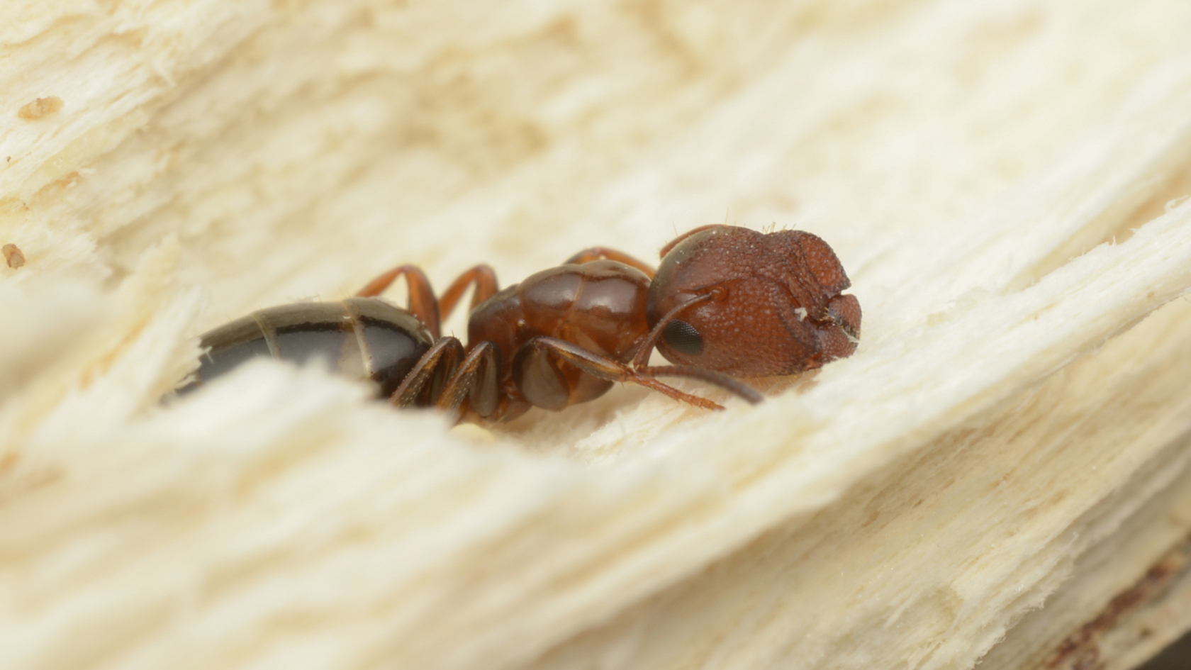 Stöpselkopfameisen sind scheue Baumbewohner. Foto: Ádám Bakos Stöpselkopfameisen sind scheue Baumbewohner. Foto: Ádám Bakos