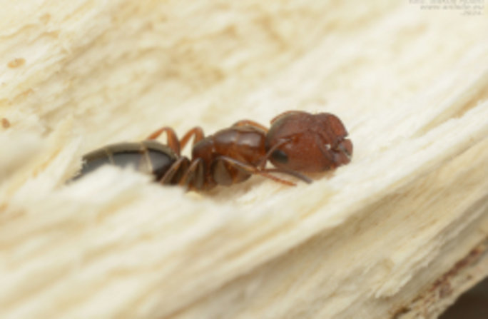 Stöpselkopfameisen sind scheue Baumbewohner. Foto: Ádám Bakos
