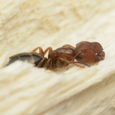 Stöpselkopfameisen sind scheue Baumbewohner. Foto: Ádám Bakos