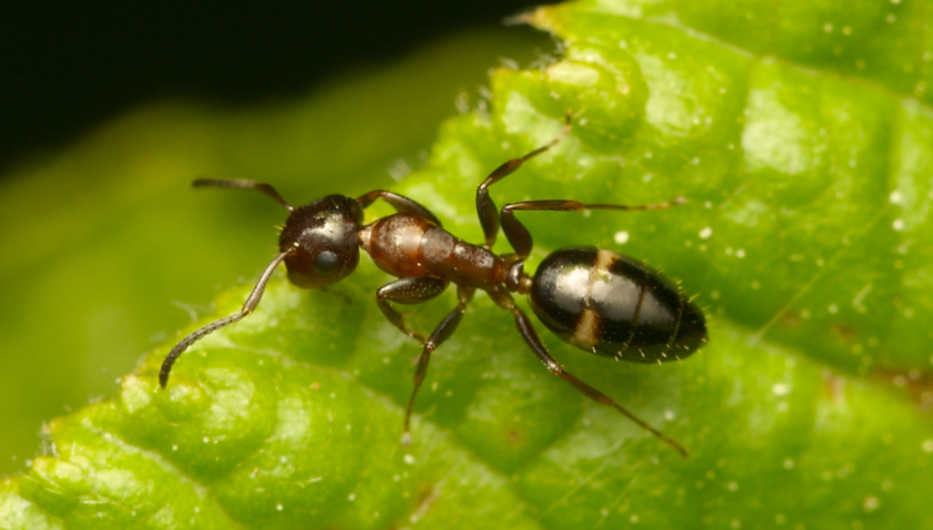 Der größte Teil der Arbeiterinnen der Stöpselkopfameisen hat einen unauffälligen Kopf. Foto: David Vontz Der größte Teil der Arbeiterinnen der Stöpselkopfameisen hat einen unauffälligen Kopf. Foto: David Vontz