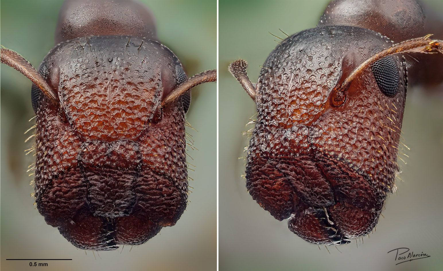 In der Nahaufnahme ist der „Stöpselkopf“ der Türsteherinnen gut zu erkennen. Foto: Paco Alarcón In der Nahaufnahme ist der „Stöpselkopf“ der Türsteherinnen gut zu erkennen. Foto: Paco Alarcón