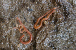 Die Meeres-Hundertfüßer waren nur unter Steinen zu finden, die lose auf dem Schlickboden liegen. Foto: Dr. Hans Reip