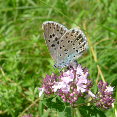 Der Thymian-Ameisenbläuling ernährt sich von Arznei-Thymian oder Gewöhnlichem Dost. Foto: Dr. Steffen Caspari