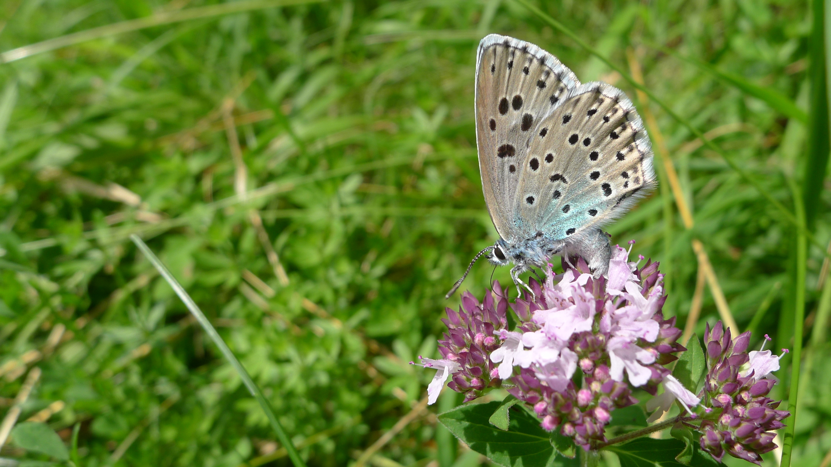 Der Thymian-Ameisenbläuling ernährt sich von Arznei-Thymian oder Gewöhnlichem Dost. Foto: Dr. Steffen Caspari.