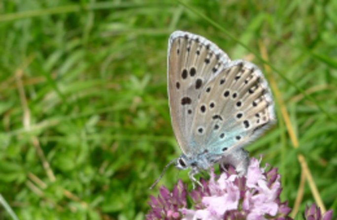 Der Thymian-Ameisenbläuling ernährt sich von Arznei-Thymian oder Gewöhnlichem Dost. Foto: Dr. Steffen Caspari