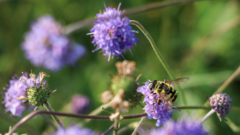 Die Totenkopfschwebfliege (Myathropa florea) ist laut Roter Liste der Schwebfliegen Deutschlands sehr häufig. Hier besucht sie die Blüten des Teufelsabbiss (Succisa pratensis). Foto: Miriam Lindenmeier 