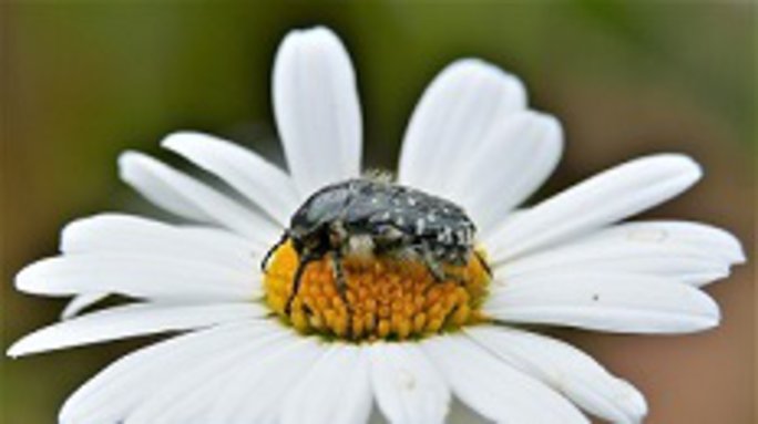 Trauer-Rosenkäfer. Foto: Dr. Günter Matzke-Hajek.