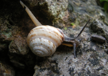 Die Wald-Schnirkelschnecke galt in Deutschland bisher als verschollen. Bei einer gezielten Nachsuche wurden jetzt zum Glück einige Exemplare entdeckt. 