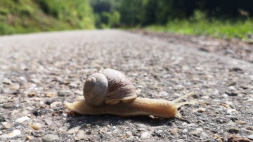 Die Weinbergschnecke ist in Bayern ungefährdet. Foto: Jonas Bunte