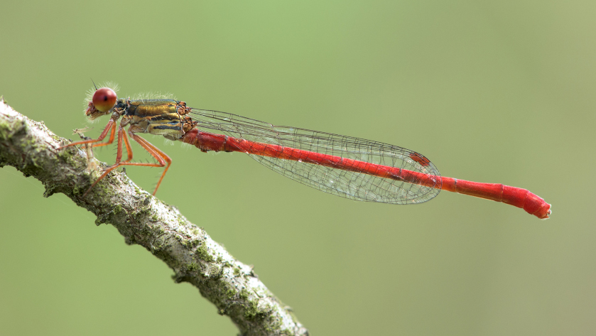 Die Zarte Rubinjungfer (Ceriagrion tenellum) hat in Niedersachsen ihren deutschlandweiten Verbreitungsschwerpunkt. Foto: Angelika Borkenstein